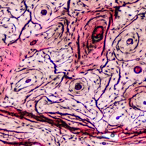 Mikroskopické preparáty – školní sada pro histologii č. 1