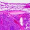 Mikroskopické preparáty – školní sada pro histologii č. 2