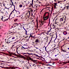 Mikroskopické preparáty – školní sada pro histologii č. 1